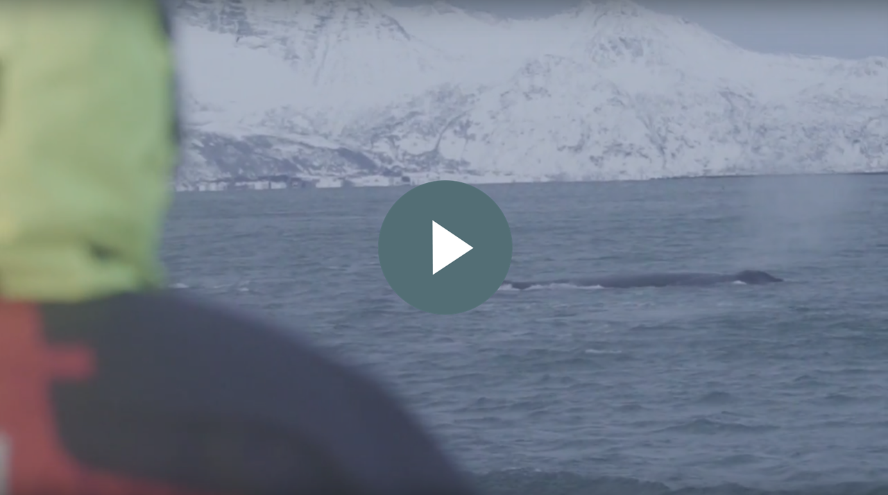 Gry Bagøien, Instinkt, 2017